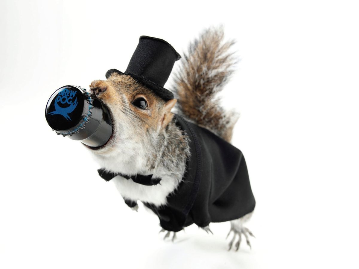 Brewdog Squirrel