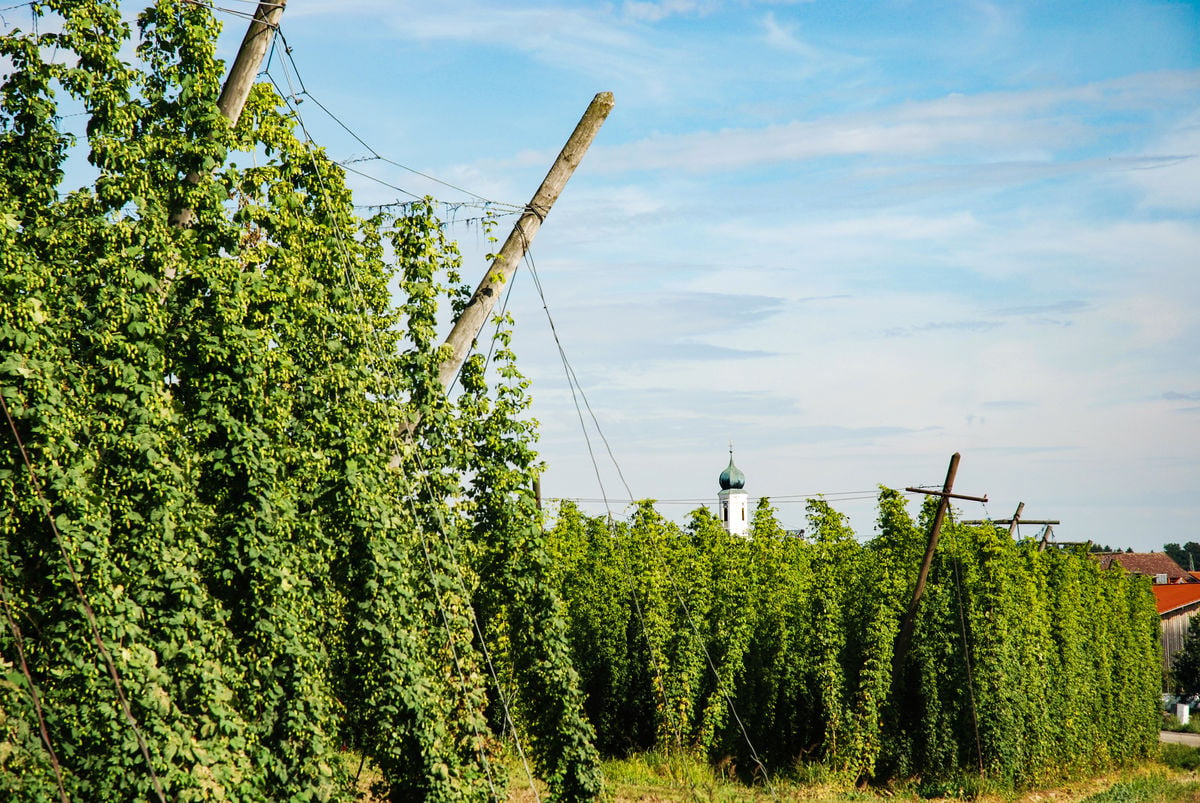 hop plants growing vigorously