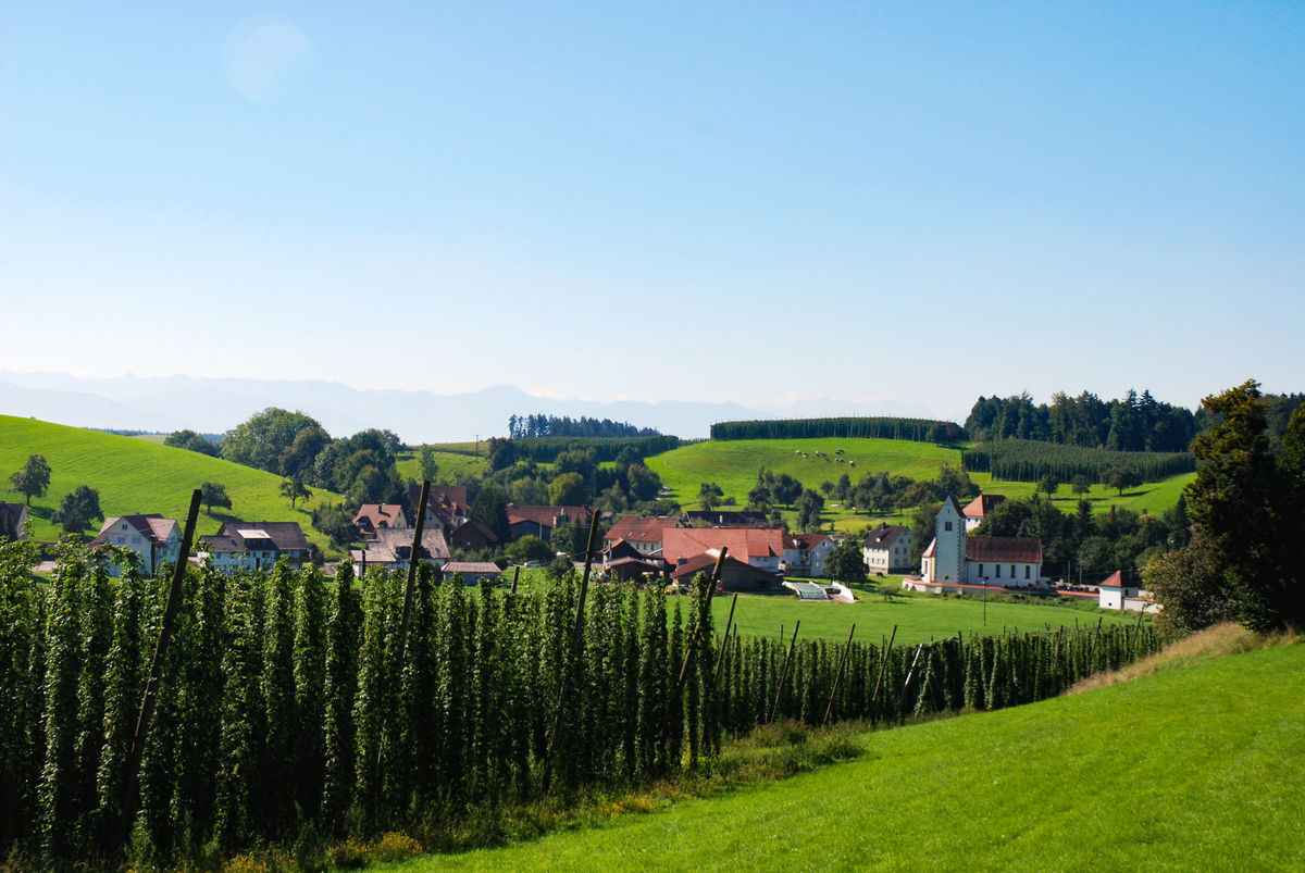 attractive field with hop plants growing vertically