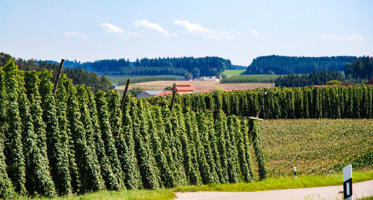 acres of hop plants