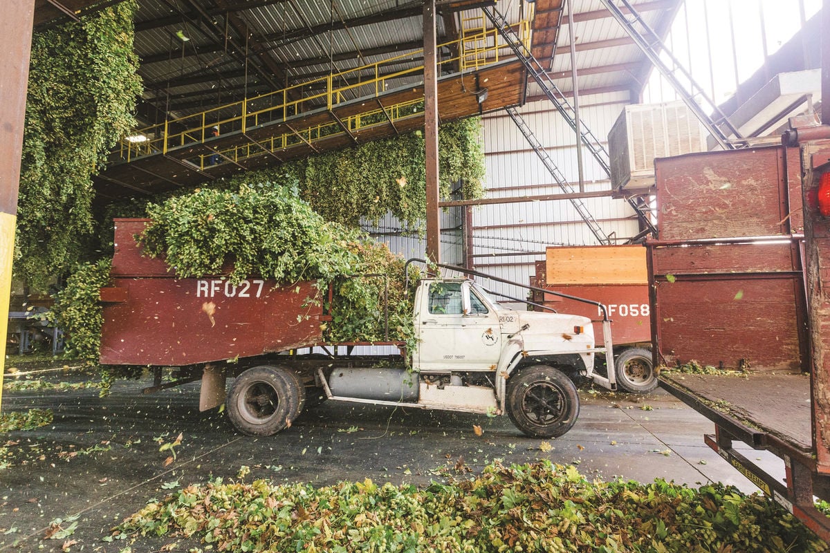 hop truck overflowing with hops