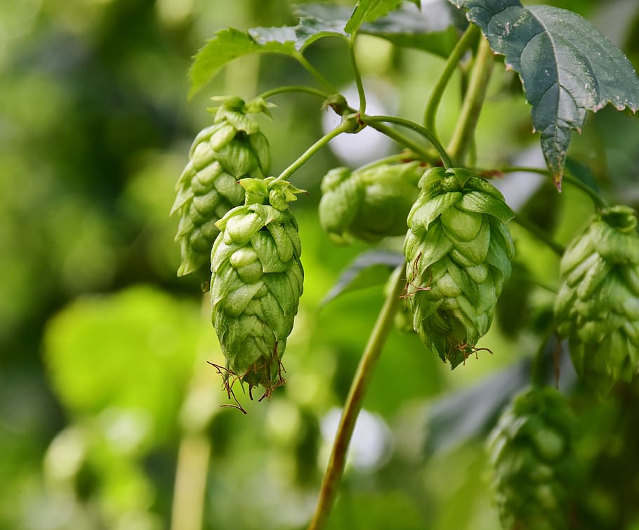 healthy hop cones