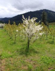 Logsdon Farmhouse Ales